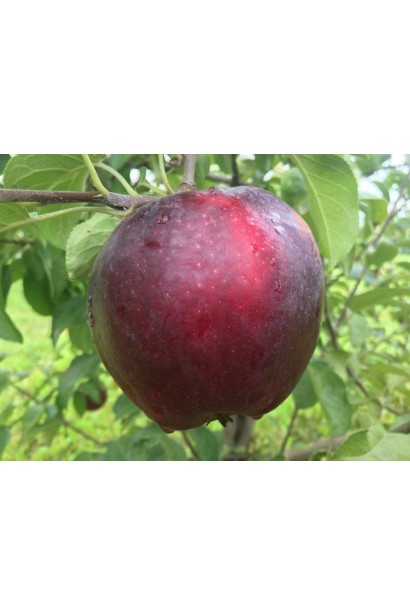 Стиглі плоди яблуні Вільямс Прайд для раннього збору.